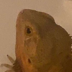 Meet your Posher, Bob